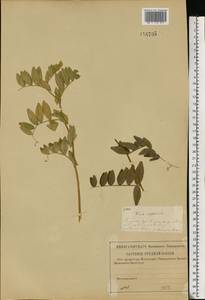 Vicia sepium L., Eastern Europe, Middle Volga region (E8) (Russia)