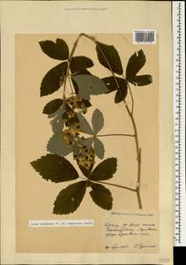 Rubus canescens DC., Crimea (KRYM) (Russia)