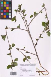 Prunus, Eastern Europe, Central forest-and-steppe region (E6) (Russia)