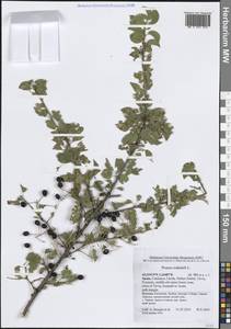 Prunus mahaleb L., Western Europe (EUR) (Spain)