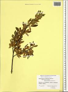 Salix babylonica L., Caucasus, Black Sea Shore (from Novorossiysk to Adler) (K3) (Russia)