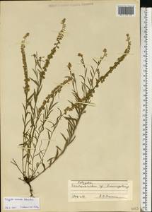 Polygala comosa Schkuhr, Eastern Europe, South Ukrainian region (E12) (Ukraine)
