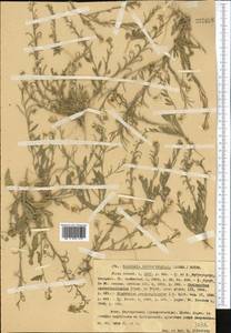 Neotorularia contortuplicata (Stephan) Hedge & J. Léonard, Middle Asia, Northern & Central Tian Shan (M4) (Kazakhstan)