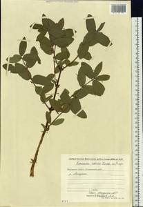 Lonicera caerulea subsp. caerulea, Siberia, Chukotka & Kamchatka (S7) (Russia)