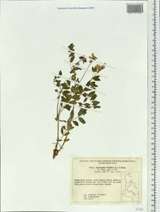 Astragalus frigidus (L.) A. Gray, Siberia, Russian Far East (S6) (Russia)
