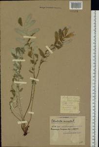 Argentina anserina subsp. anserina, Eastern Europe, South Ukrainian region (E12) (Ukraine)