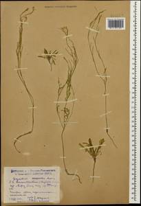 Erysimum leucanthemum (Stephan ex Willd.) B. Fedtsch., Caucasus, Dagestan (K2) (Russia)