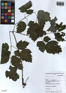 Actaea spicata L., Siberia, Altai & Sayany Mountains (S2) (Russia)