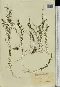 Linum perenne subsp. extraaxillare (Kit.) Nyman, Eastern Europe, West Ukrainian region (E13) (Ukraine)