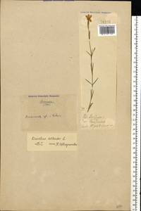 Dianthus deltoides L., Eastern Europe, North Ukrainian region (E11) (Ukraine)