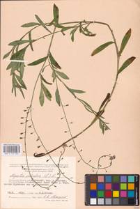 MHA 0 153 309, Myosotis scorpioides L., Eastern Europe, Central region (E4) (Russia)