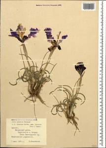 Iris iberica subsp. lycotis (Woronow) Takht., Caucasus, Armenia (K5) (Armenia)