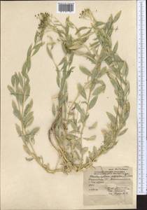 Haplophyllum acutifolium (DC.) G. Don, Middle Asia, Northern & Central Tian Shan (M4) (Kyrgyzstan)