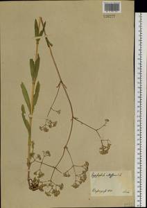 Gypsophila altissima L., Siberia, Central Siberia (S3) (Russia)