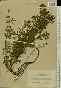 Chamaecytisus austriacus (L.) Link, Eastern Europe, Moldova (E13a) (Moldova)