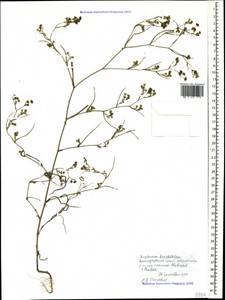 Bupleurum brachiatum C. Koch ex Boiss., Caucasus, Black Sea Shore (from Novorossiysk to Adler) (K3) (Russia)