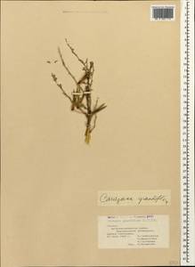 Caragana grandiflora (M.Bieb.)DC., Caucasus, Georgia (K4) (Georgia)