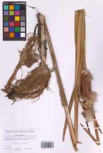 Typha latifolia L., Eastern Europe, Moscow region (E4a) (Russia)