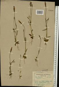 Gentianopsis barbata (Froel.) Ma, Eastern Europe, Northern region (E1) (Russia)