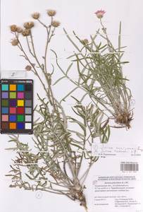 Jurinea ewersmanii Bunge, Eastern Europe, Lower Volga region (E9) (Russia)