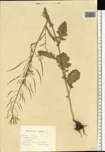 Brassica napus L., Eastern Europe, Central region (E4) (Russia)