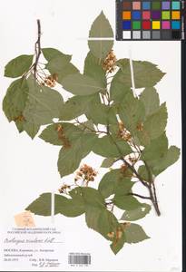 Crataegus rivularis Nutt. ex Torr. & A. Gray, Eastern Europe, Moscow region (E4a) (Russia)