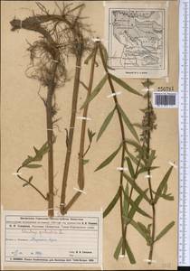 Stachys palustris L., Middle Asia, Muyunkumy, Balkhash & Betpak-Dala (M9) (Kazakhstan)