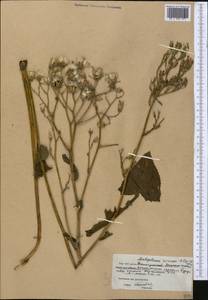 Kovalevskiella rosea (Popov & Vved.) Kamelin, Middle Asia, Western Tian Shan & Karatau (M3) (Kyrgyzstan)