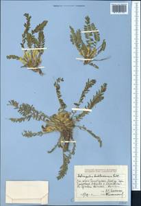 Astragalus buchtormensis Pall., Middle Asia, Dzungarian Alatau & Tarbagatai (M5) (Kazakhstan)