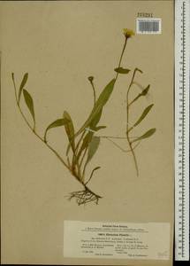 Pilosella officinarum Vaill., Eastern Europe, Moscow region (E4a) (Russia)