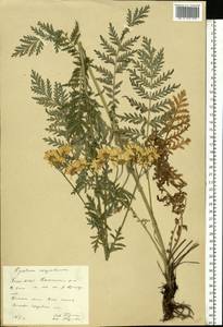 Tanacetum corymbosum subsp. corymbosum, Eastern Europe, Eastern region (E10) (Russia)