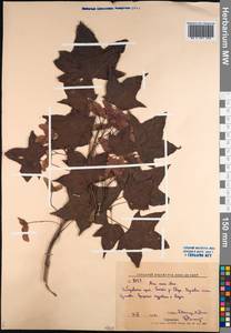 Acer pictum subsp. mono (Maxim.) H. Ohashi, Siberia, Russian Far East (S6) (Russia)