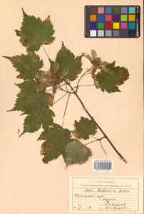 Acer barbinerve Maxim., Siberia, Russian Far East (S6) (Russia)