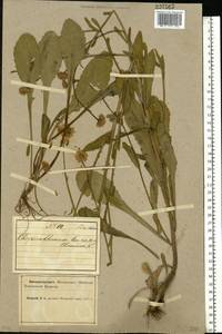 Leucanthemum vulgare Lam., Eastern Europe, Northern region (E1) (Russia)