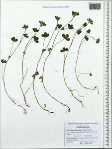 Trifolium lappaceum L., Caucasus, Krasnodar Krai & Adygea (K1a) (Russia)