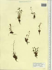 Saxifraga hyperborea R. Br., Siberia, Yakutia (S5) (Russia)