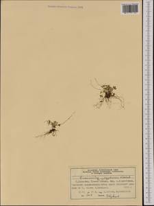 Ranunculus pygmaeus Wahlenb., Western Europe (EUR) (Norway)