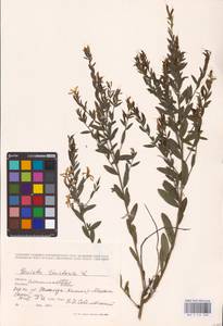Genista tinctoria L., Eastern Europe, West Ukrainian region (E13) (Ukraine)