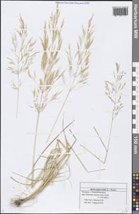 Apera spica-venti (L.) P.Beauv., Eastern Europe, Middle Volga region (E8) (Russia)