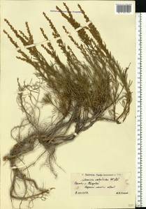 Artemisia salsoloides Willd., Eastern Europe, Lower Volga region (E9) (Russia)