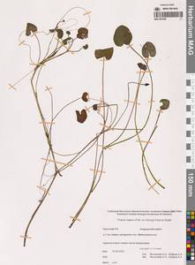 Caltha natans Pall., Siberia, Chukotka & Kamchatka (S7) (Russia)