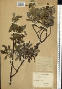 Salix glauca L., Siberia, Yakutia (S5) (Russia)
