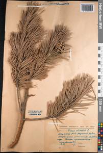Pinus sylvestris L., Siberia, Yakutia (S5) (Russia)