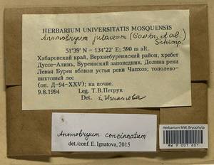Anomobryum concinnatum (Spruce) A. Jaeger, Bryophytes, Bryophytes - Russian Far East (excl. Chukotka & Kamchatka) (B20) (Russia)