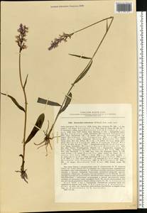 Dactylorhiza fuchsii subsp. hebridensis (Wilmott) Soó, Eastern Europe, Northern region (E1) (Russia)