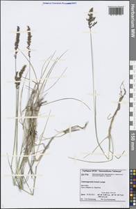 Calamagrostis holmii Lange, Siberia, Central Siberia (S3) (Russia)