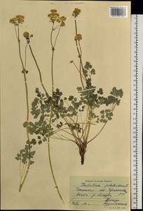 Thalictrum petaloideum L., Siberia, Baikal & Transbaikal region (S4) (Russia)