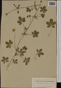 Potentilla ×italica Lehm., Western Europe (EUR) (Switzerland)