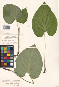 Symphytum cordatum Waldst. & Kit., Eastern Europe, Moscow region (E4a) (Russia)