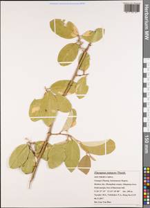 Elaeagnus pungens C.P. Thunb. ex A. Murray, South Asia, South Asia (Asia outside ex-Soviet states and Mongolia) (ASIA) (China)